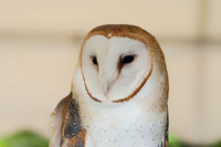 Barn Owl