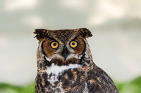 Great-horned Owl
