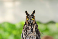 Long-eared Owl