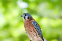 American Kestrel