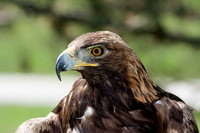 Golden Eagle