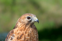 Red-shouldered Hawk