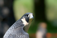 Peregrine Falcon
