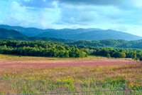 Landscape Gallery