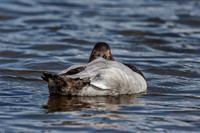 Canvasback