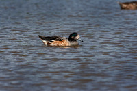 American Wigeon