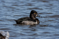 Ring-necked Duck