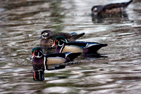 Wood Duck