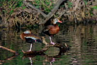 Black-bellied Whistling-duck