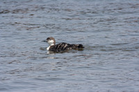 Common Loon
