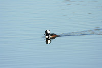 Hooded Merganser