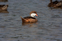 White-cheeked Pintail