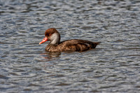 Red-crested Pochard