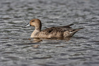 Gadwall