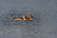 Fulvous Whistling-duck
