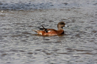 Eurasian Wigeon