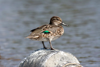 Garganey