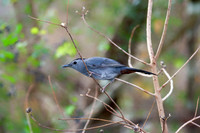 Eastern Bluebird