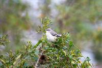 Northern Mocking Bird
