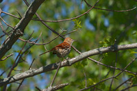 Brown Thrasher