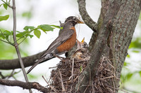 American Robin