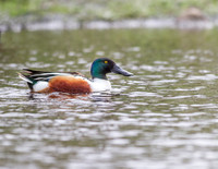 Northern Shoveler