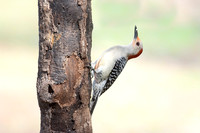 Red-bellied woodpecker