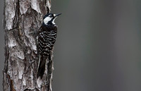 Red-cockaded woodpecker