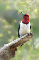 Red-headed Woodpecker