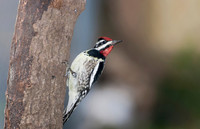 Yellow-bellied Sapsucker