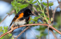 American redstart