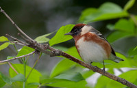 Bay-breasted Warbler