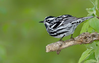 Black-and-white Warbler