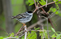 Blackpoll Warbler