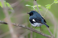 Black-throated Blue Warbler