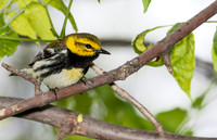 Black-throated Green Warbler