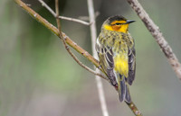 Cape May Warbler