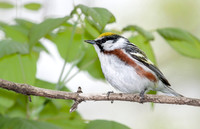Chestnut-sided Warbler