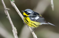 Magnolia Warbler