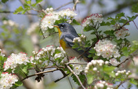 Northern Parula