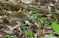 Ovenbird