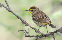 Palm Warbler