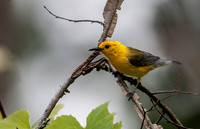 Prothonotary Warbler