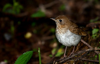 Veery