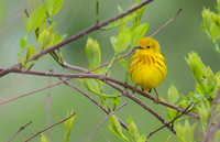 Yellow Warbler