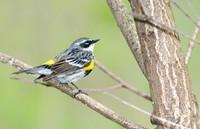 Yellow-rumped Warbler