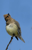 Cedar Waxwings