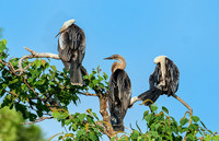 Anhinga