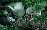 Black-crowned Night Heron