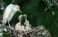 Cattle Egret